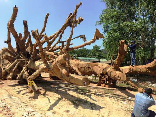 Chủ[-]doanh[-]nghiệp[-]bác[-]việc[-]chở[-]3[-]cây[-]"quái[-]thú"[-]cho[-]một[-]Thiếu[-]tướng?